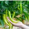 green chilies in hand