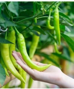 green chilies in hand