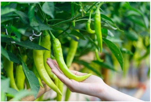 green chilies in hand