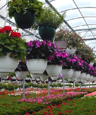 Organic Floriculture