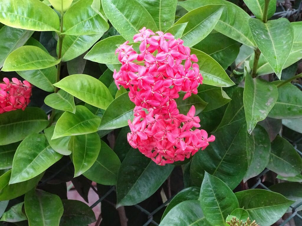 Flowers Nature