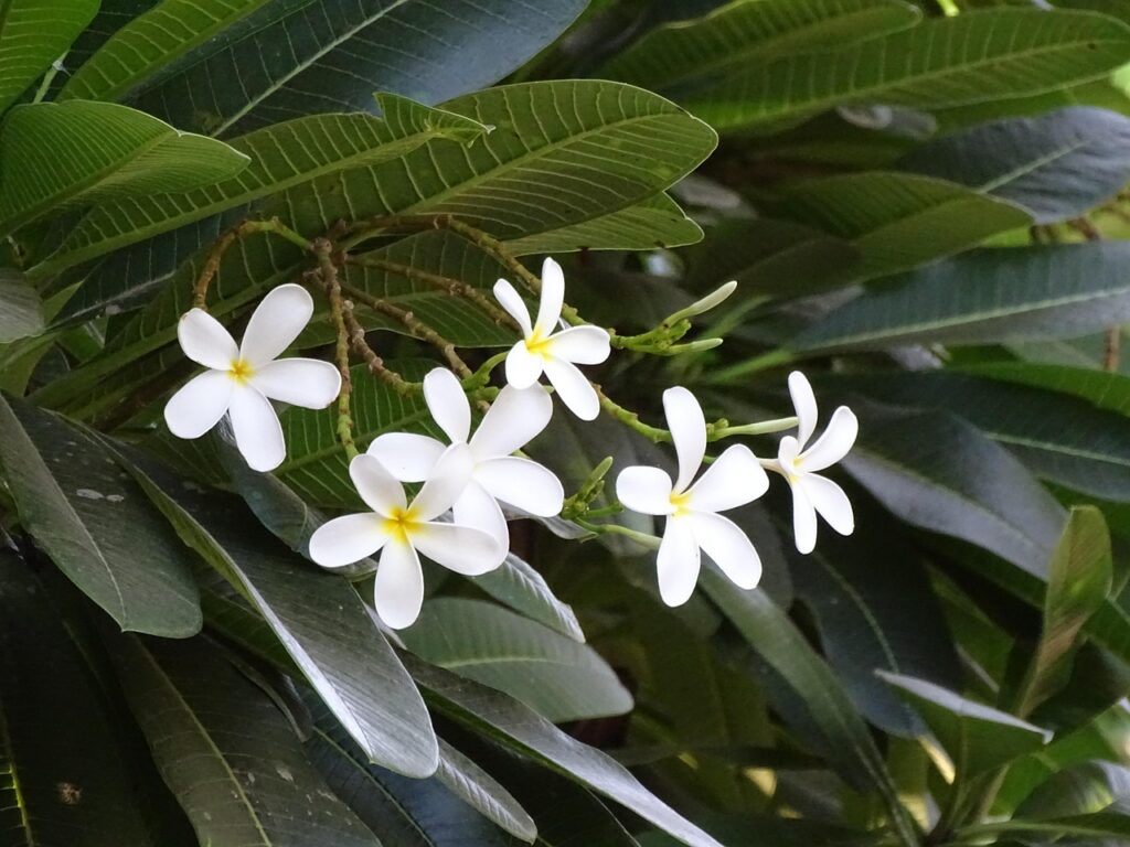 Flowers Beautiful