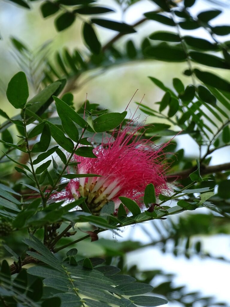 Nature Beautiful