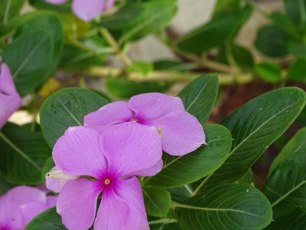 Beautiful Flowers