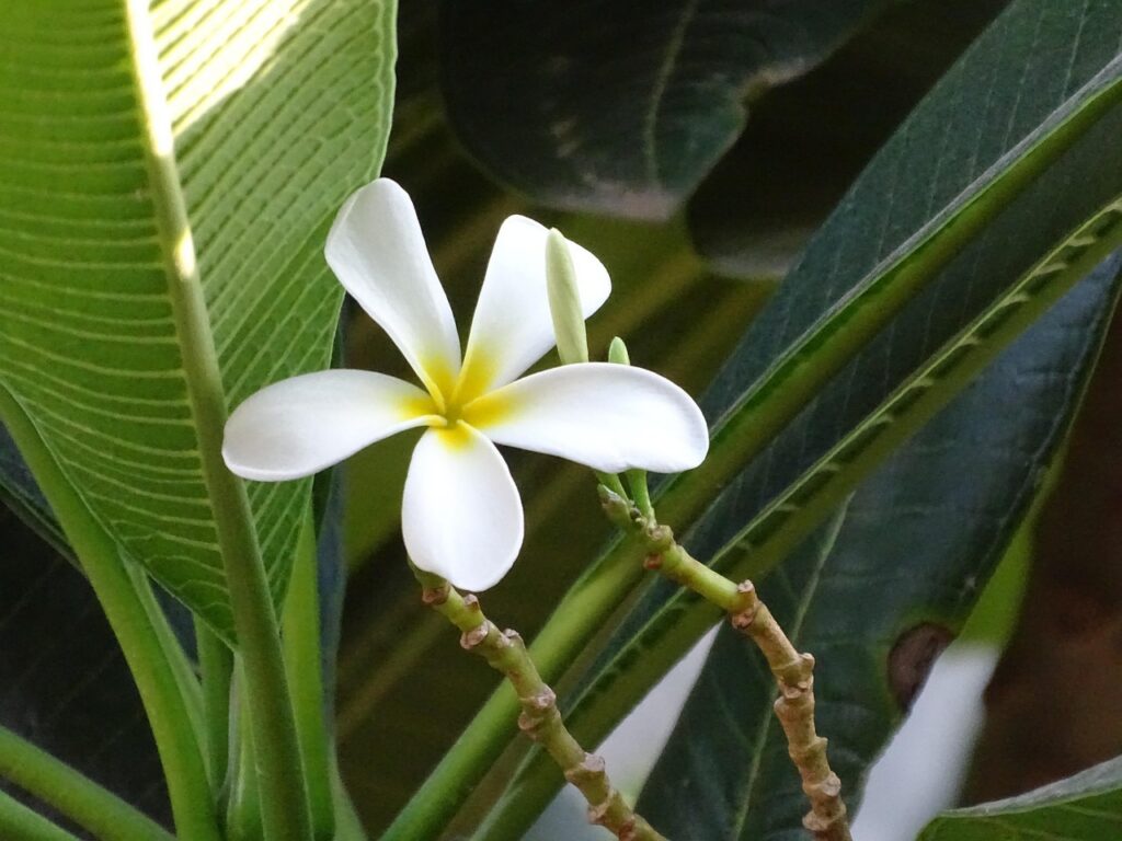 Flowers Beautiful