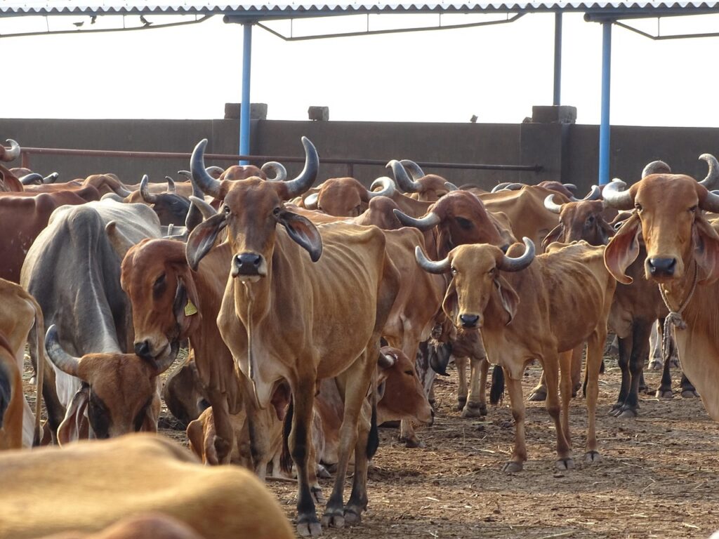 Cow Indian