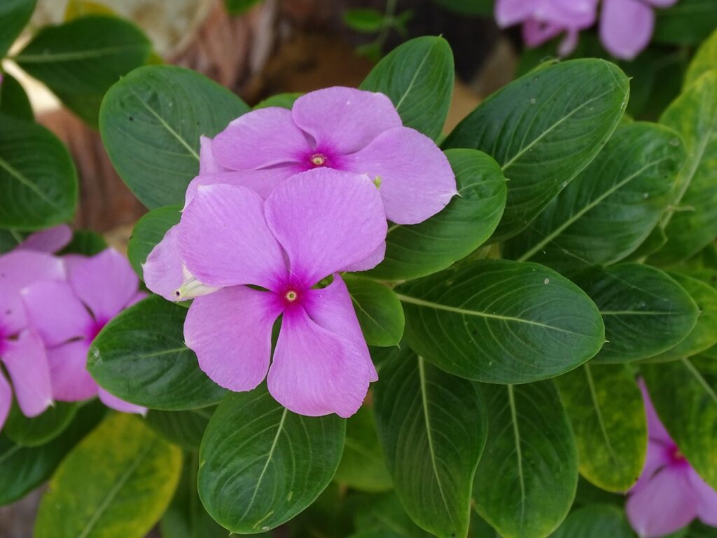 Beautiful Flowers