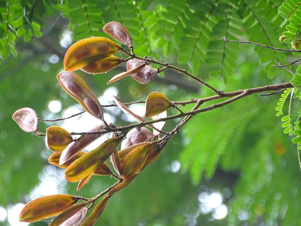 Nature Tree