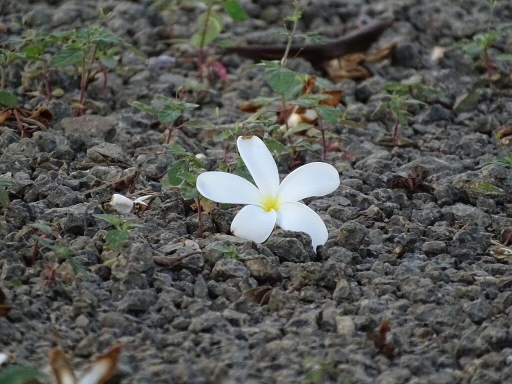 Flowers Beautiful