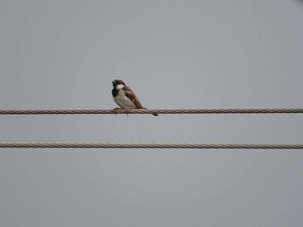 Sparrow Birds