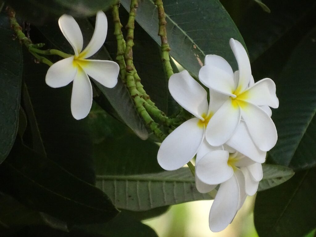 Flowers Beautiful