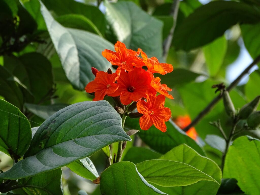 Flowers Nature