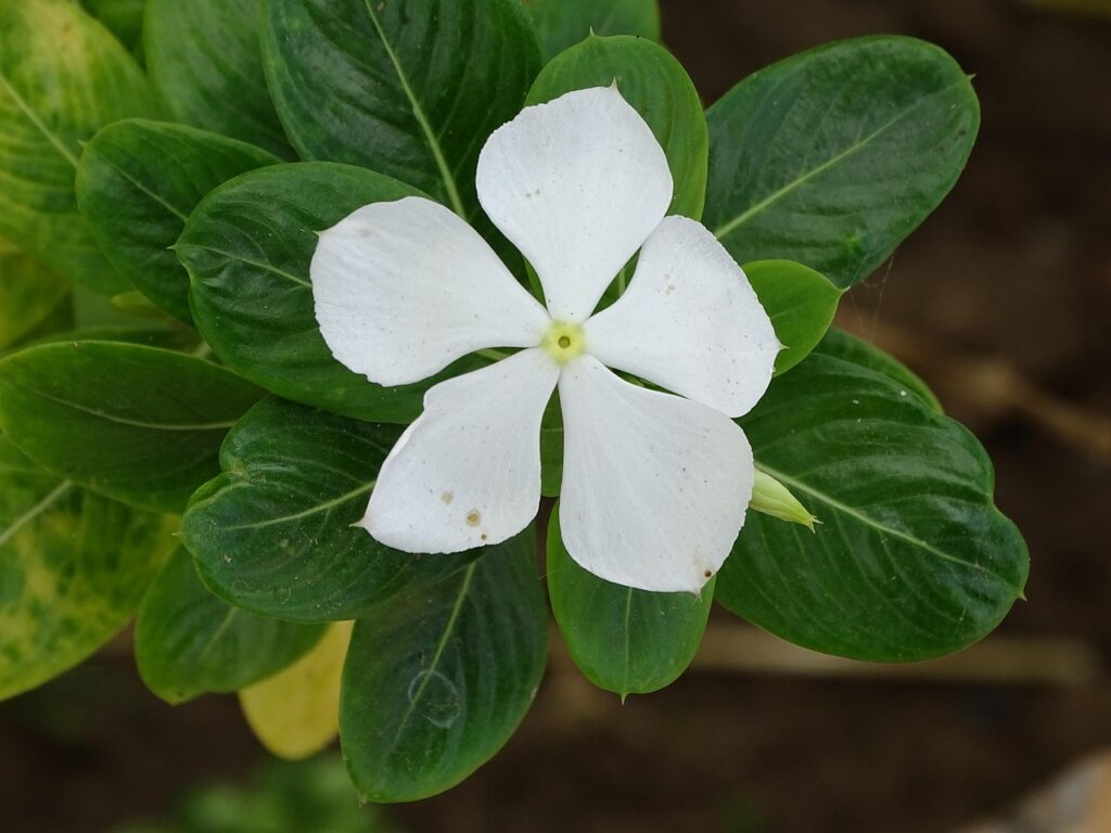 Beautiful Flower Background