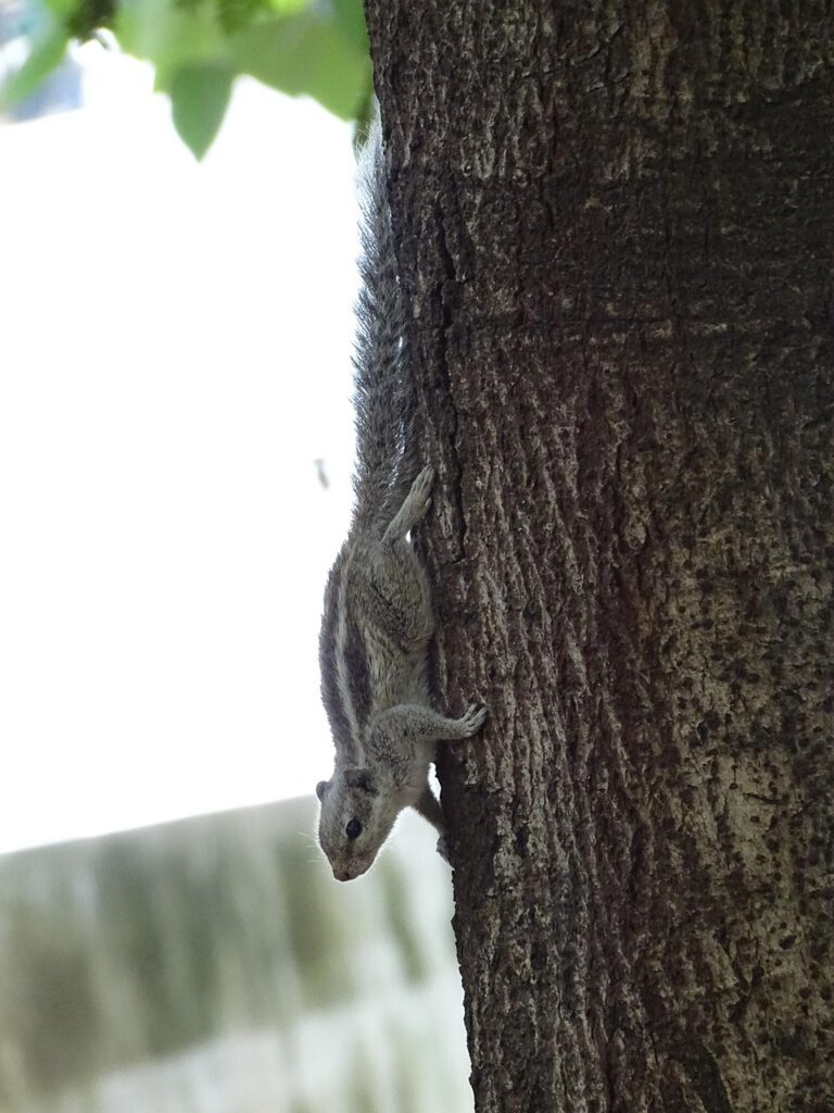Squirrel Animal