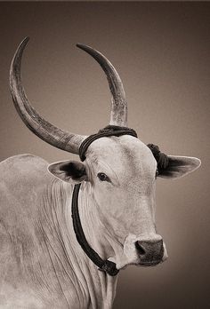 Kankrej — Pride of Gujarat